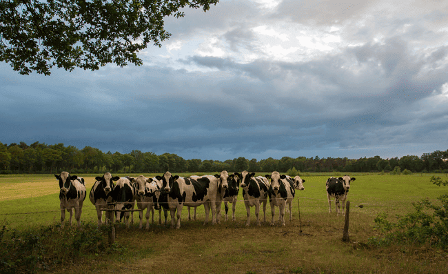 Omgeving Vintable Twente